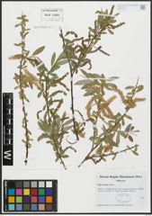 Foto von Salix alba L. x Salix fragilis L.